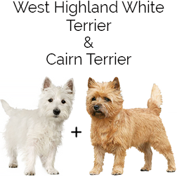 Cairland Terrier Dog